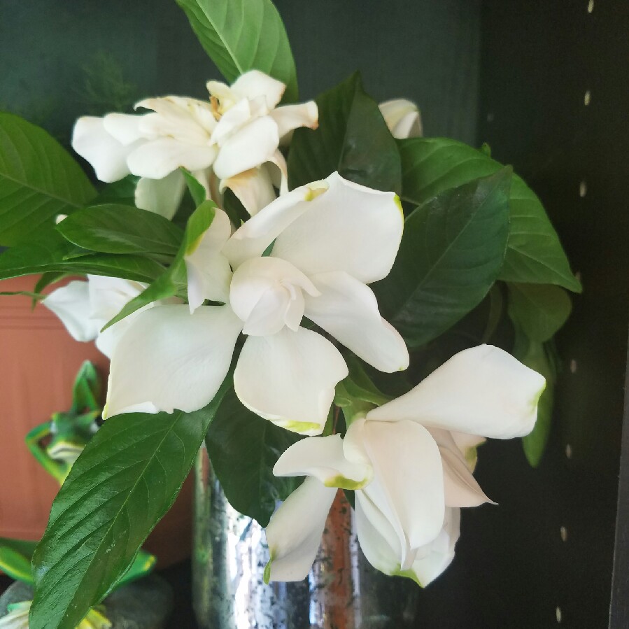 Gardenia Florida