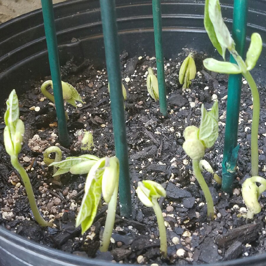 French Bean