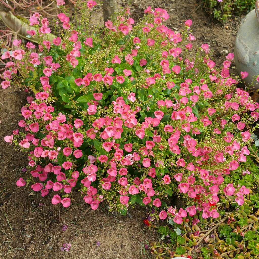 Plant image Diascia Barberae 'Piccadilly™ Denim Blue'