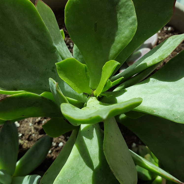 Plant image Cotyledon Hybrid 'Mint Truffles'