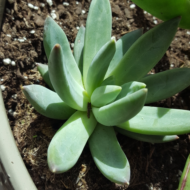 Plant image Pachyphytum hookeri