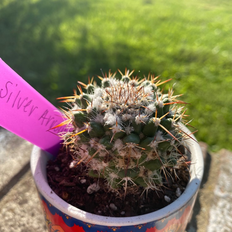 Plant image Mammillaria karwinskiana 'Nejapensis'