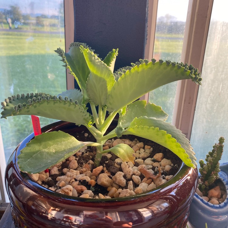 plant image 1369333