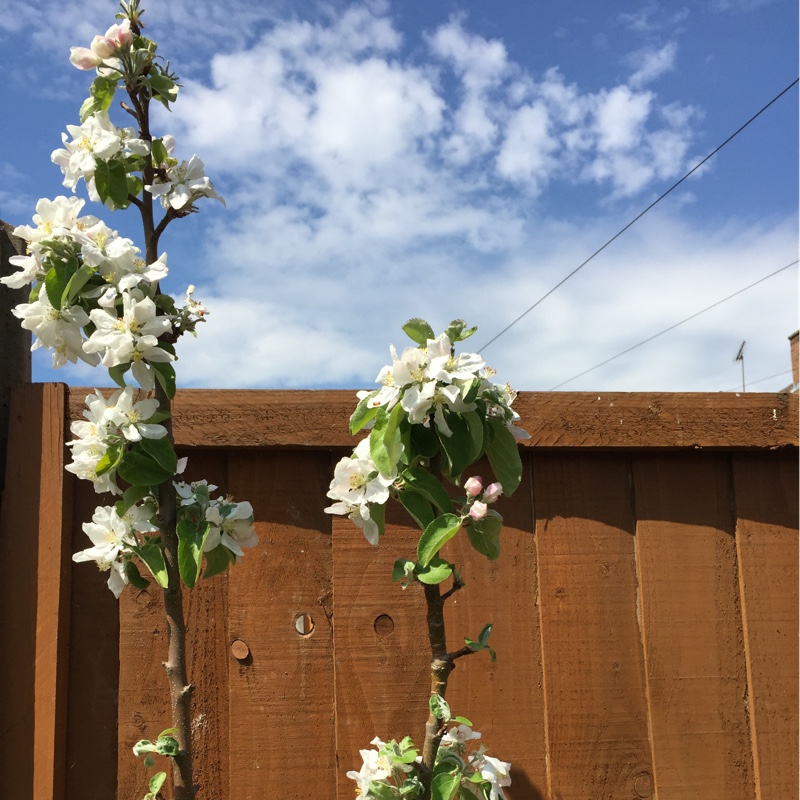 plant image 65214