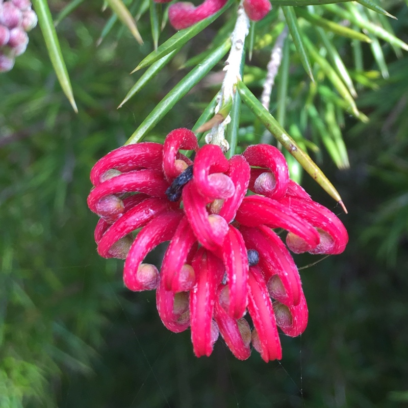 Plant image Malus domestica 'Cox's Orange Pippin'