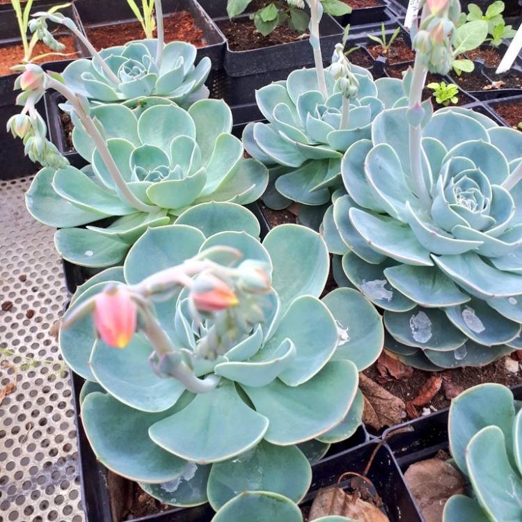 Plant image Echeveria Blue Prince