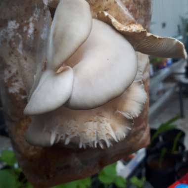 Oyster Mushroom