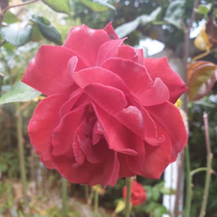 plant image 1285305