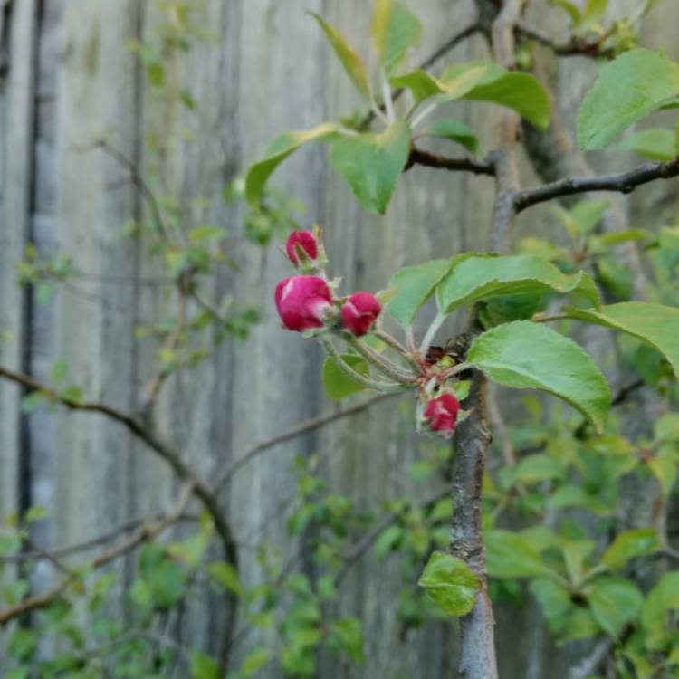Plant image Malus domestica 'Cox's Orange Pippin'