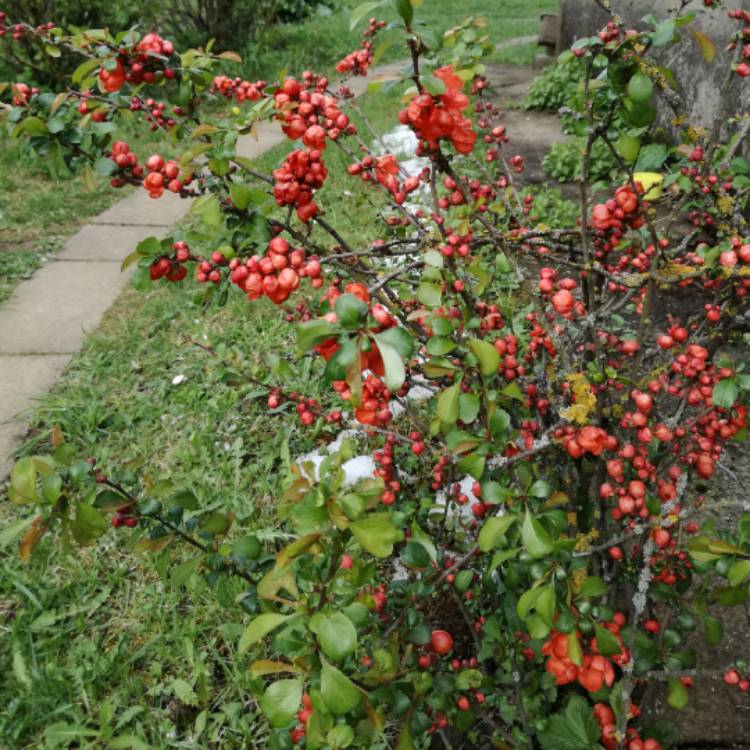 Plant image Chaenomeles japonica 'Cido'