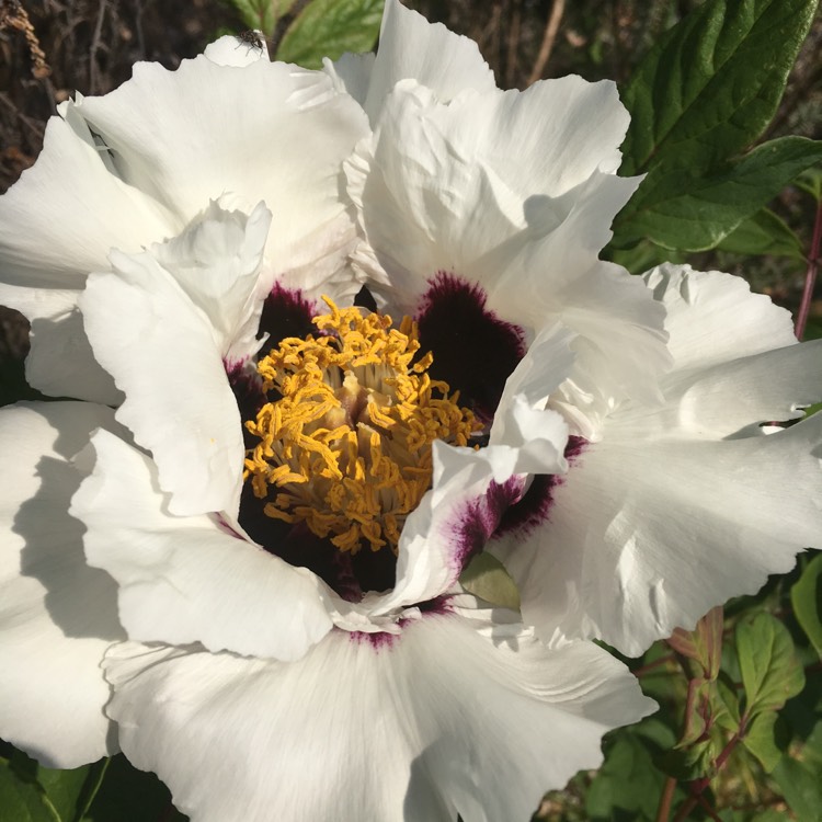 Plant image Paeonia x suffruticosa