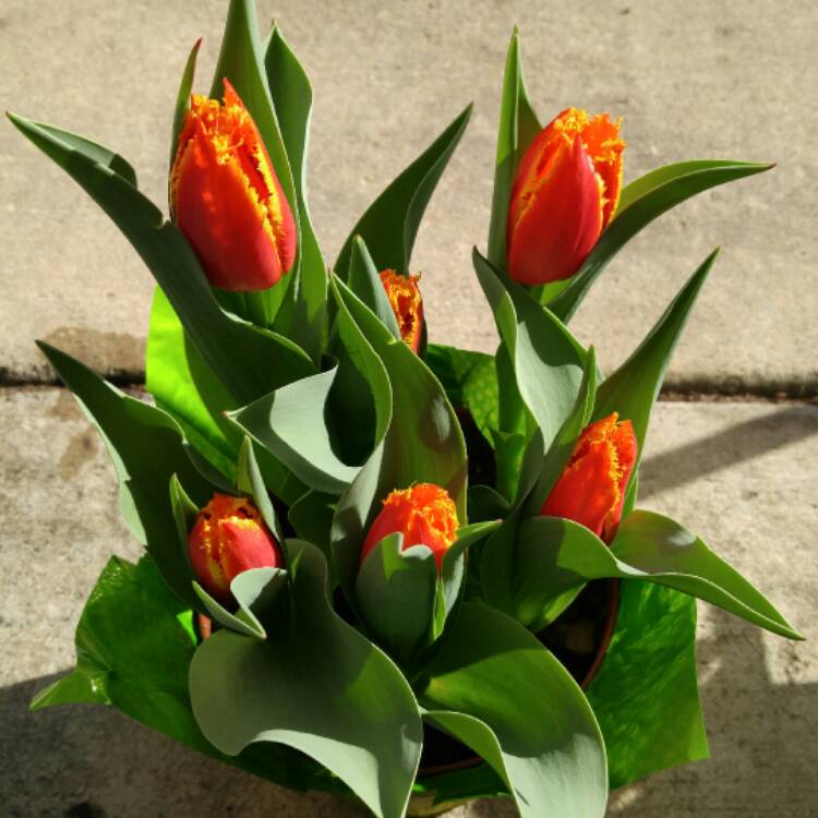 Plant image Tulipa 'Lambada'
