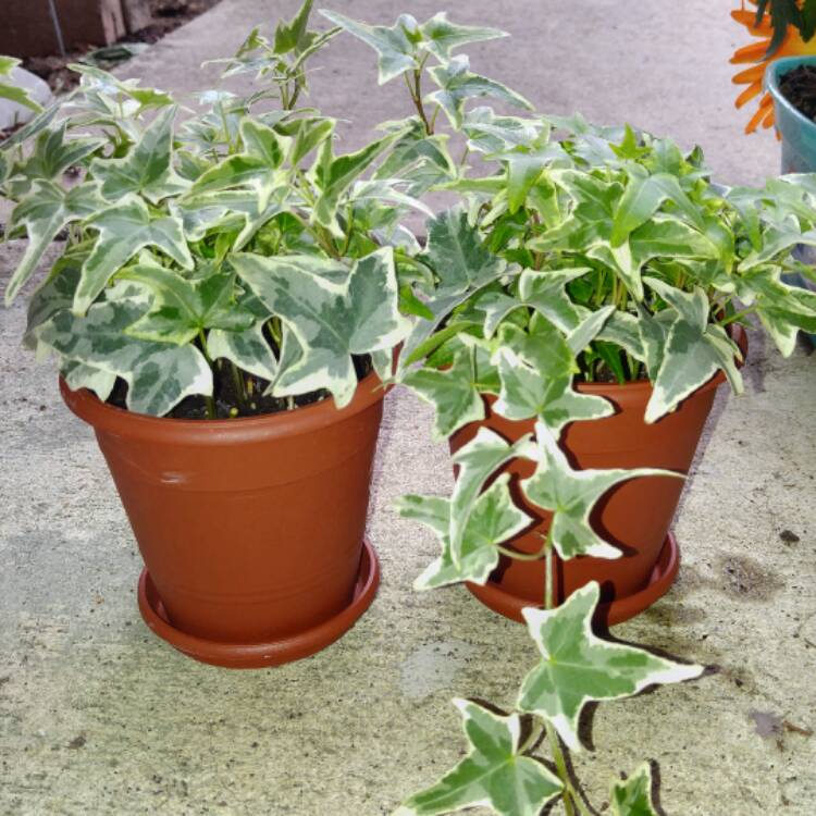 Plant image Hedera helix 'Goldheart'
