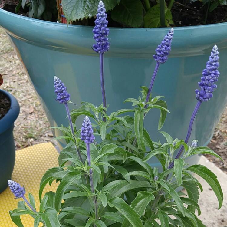 Plant image Salvia farinacea 'Arctic Blue'