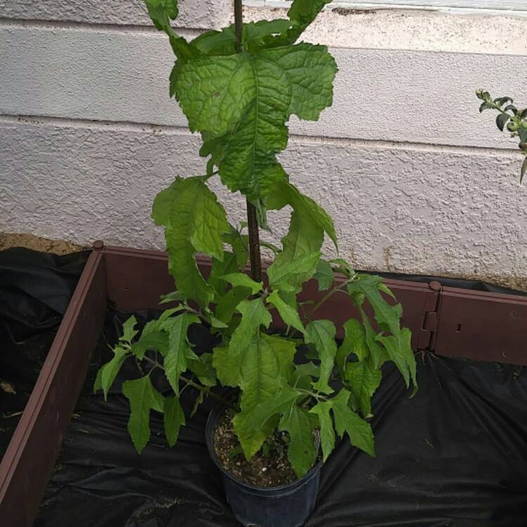 plant image 341719