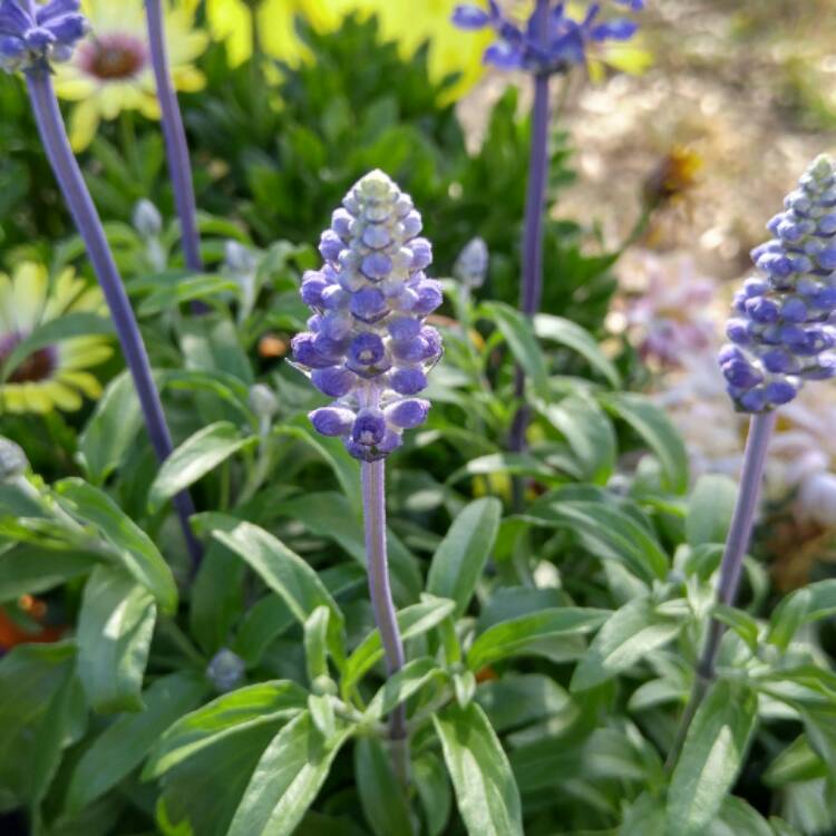 plant image 343568