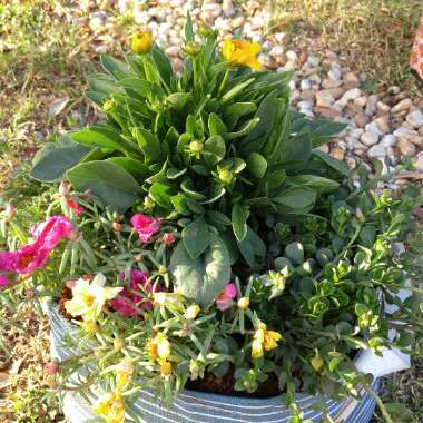 Heather's garden