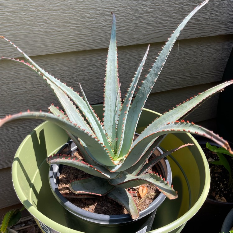 Plant image Aloe Stingray