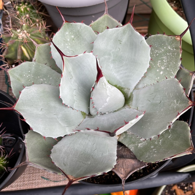Plant image Agave parryi var. 'Truncata'