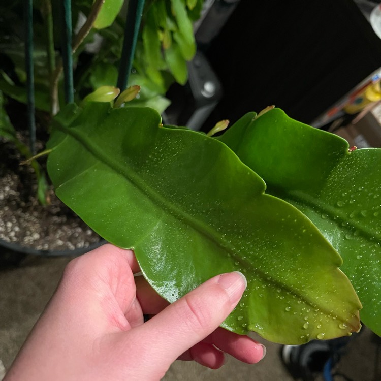 plant image 1690414 plant image 1690414