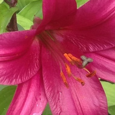 Lorraine's garden