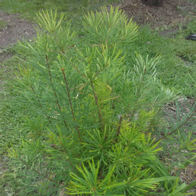 Plant image Grevillea banksia x G. bipinnatifida 'Little Robyn'
