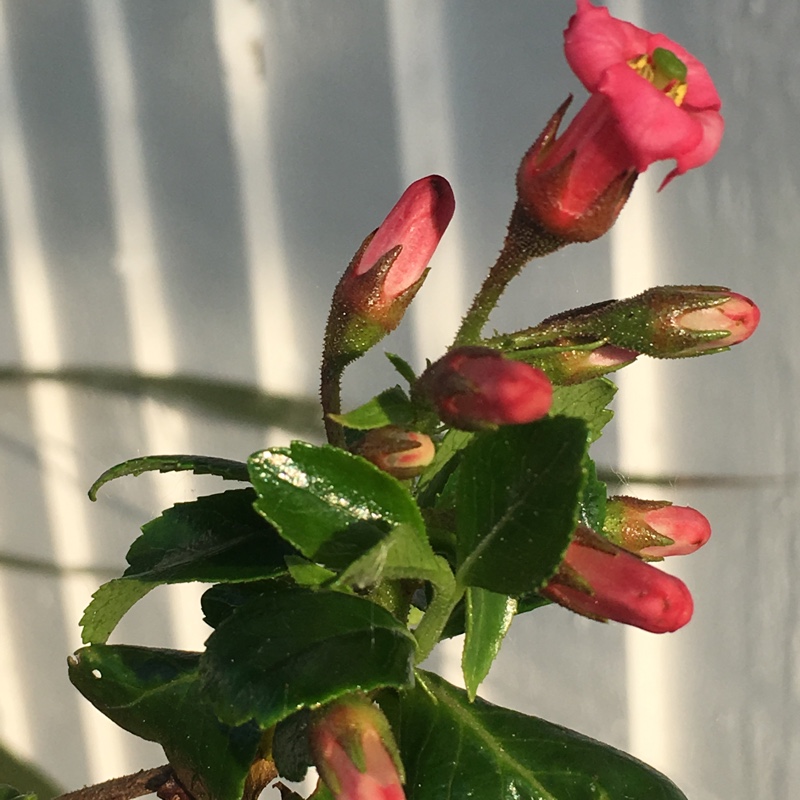 Plant image Escallonia 'Red Elf'