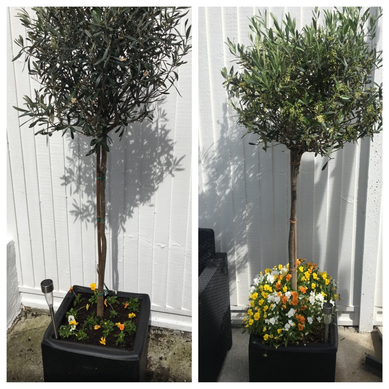 plant image 128705