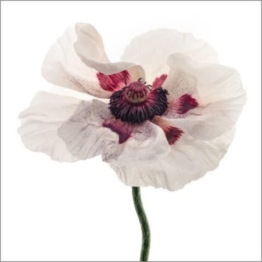 Oriental Poppy 'Royal Wedding'