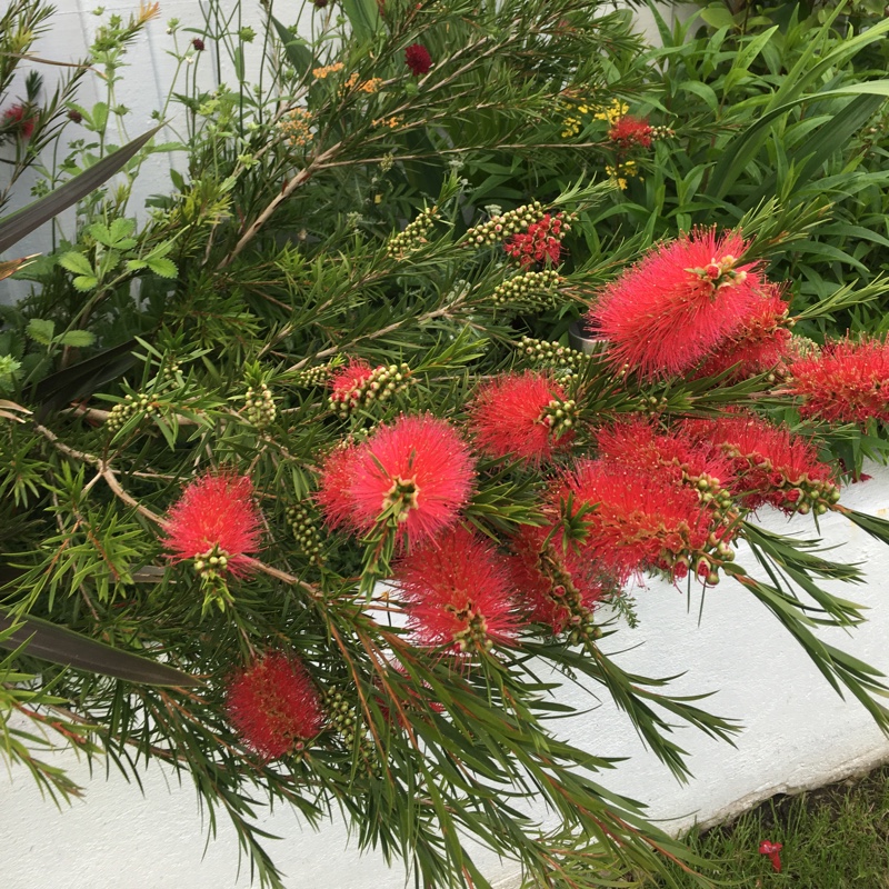 Plant image Callistemon Rigidus