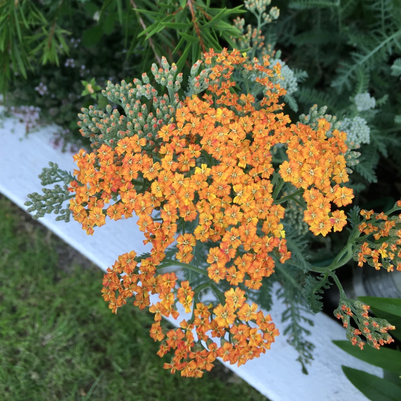 Plant image Achillea 'Terracotta'