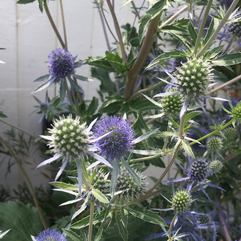 plant image 177017