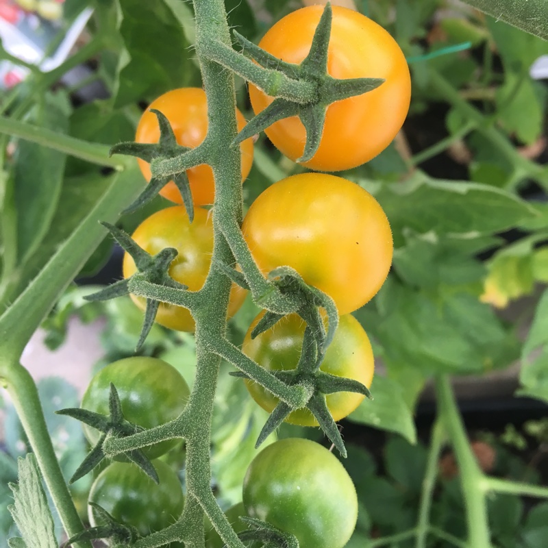Plant image Solanum Lycopersicum 'Orange Paruche'