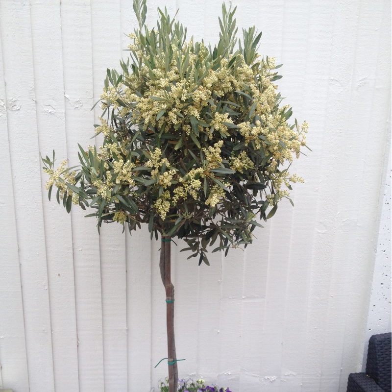 plant image 21333
