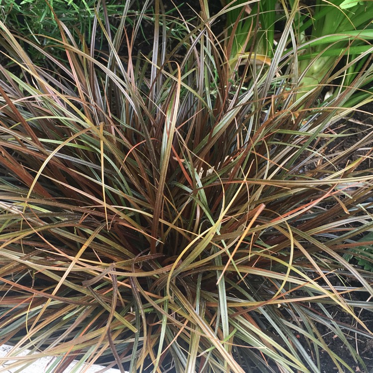 Plant image Uncinia rubra