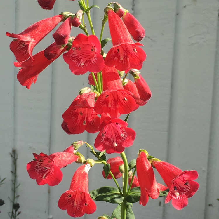Plant image Penstemon 'King George v'