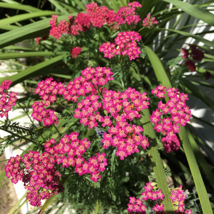 plant image 473068