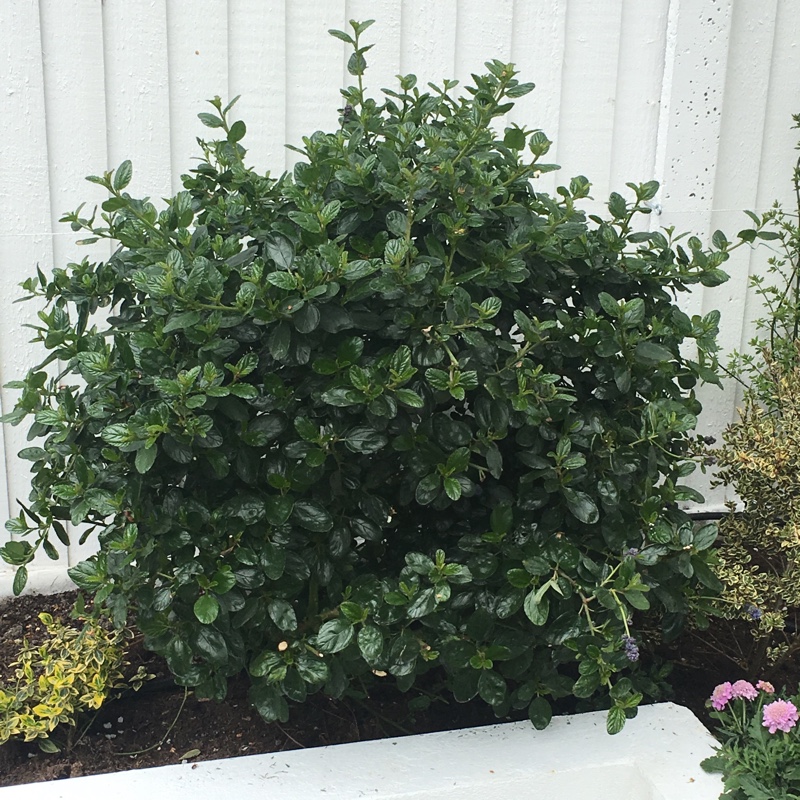 plant image 51943