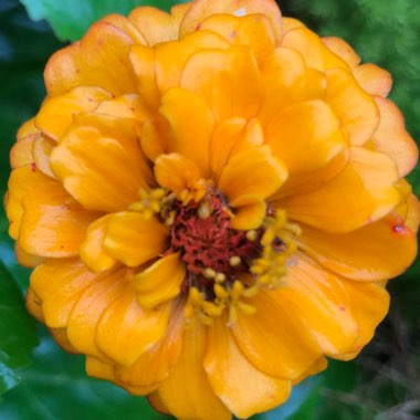 Zinnia