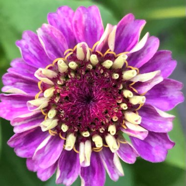 Zinnia