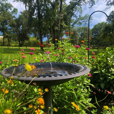 Lynne's garden