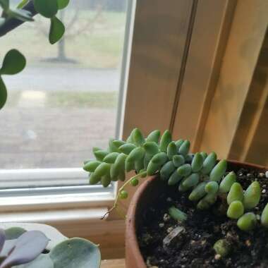 Sedum Morganianum