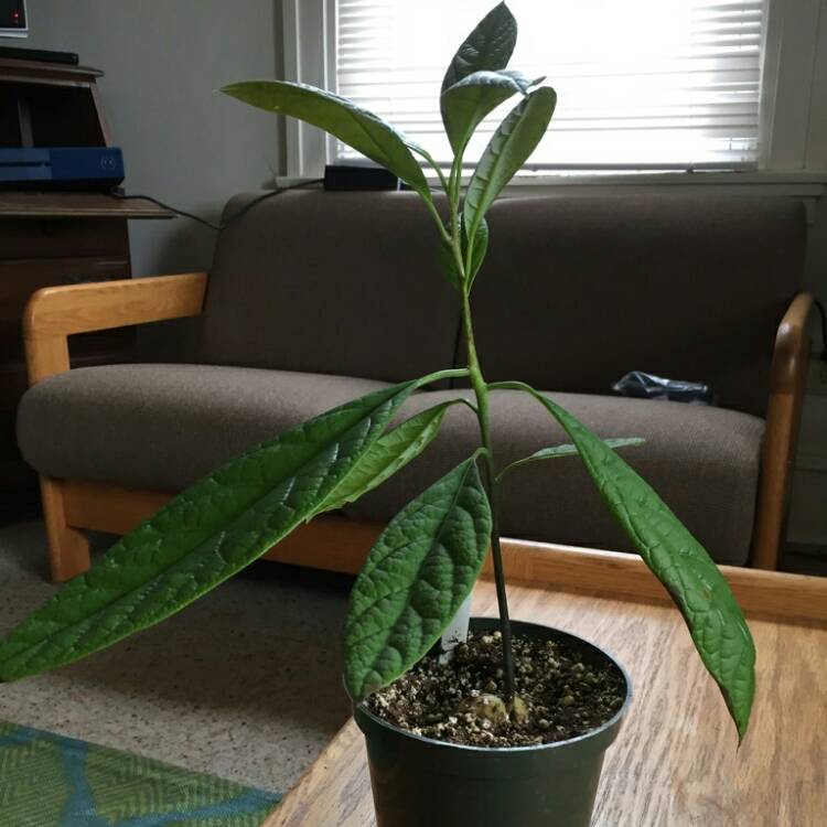 Plant image Persea americana 'Hass'