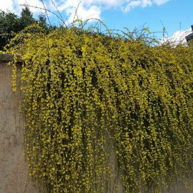 Shem's garden