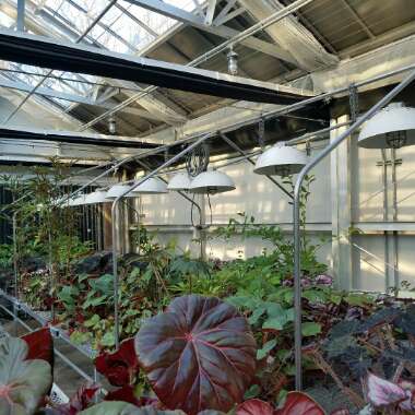 Shem's garden
