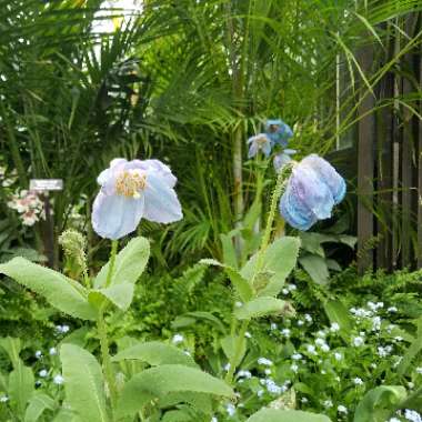 Shem's garden