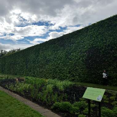 Shem's garden