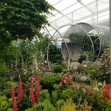 Shem's garden