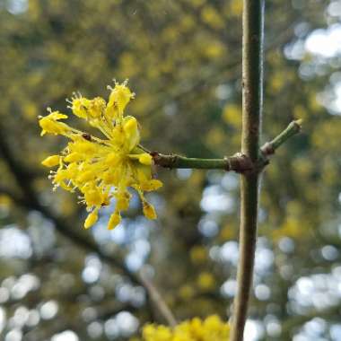Cornelian Dogwood