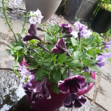 Petunia 'Sweetunia Miss Marvellous'